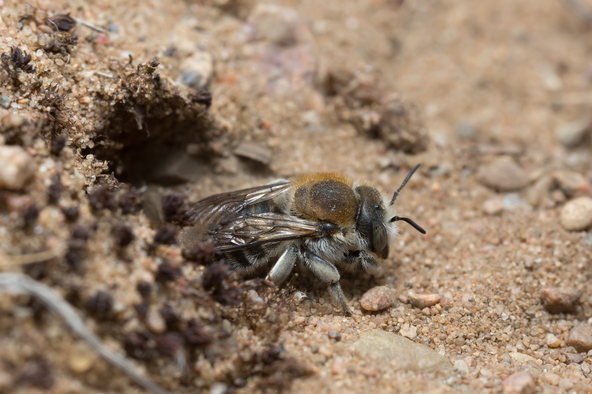 Wasp Identification And Prevention In Ogden Ut Peak Pest Control 